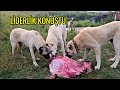 BAHÇEYE KOYUN GETİRDİM KESMEME İZİN VERMEDEN DALDILAR ! - ONUN GİBİ ÇEVİK KÖPEK YOK !