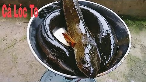 câu buổi chiều mưa ☔ cá lóc To