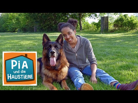 Deutscher Schäferhund | Information für Kinder | Pia und die Haustiere