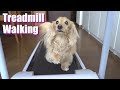 My dog use a treadmill easily!【初めてのウォーキングマシンを余裕で楽しむミニチュアダックスフンド】dachshund exercises #stayhome