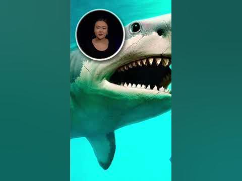 Акуланың мүлдем ұйықтамайтыны рас па? #акула #балық #ұйқы - YouTube