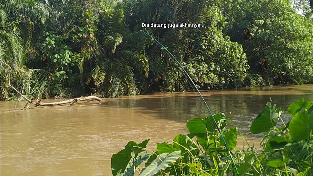 DIA SUDAH MULA MENGGILA!😱DENAK ADA UNTUK MEMIKAT NYA.JANGAN KHUATIR...INI SEMUA MUDAH SAJA....!!!