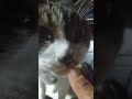 猫の「待て」