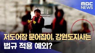 저도어장 문어잡이, 강원도지사는 법규 적용 예외? (2025.04.23/뉴스데스크/MBC강원영동)