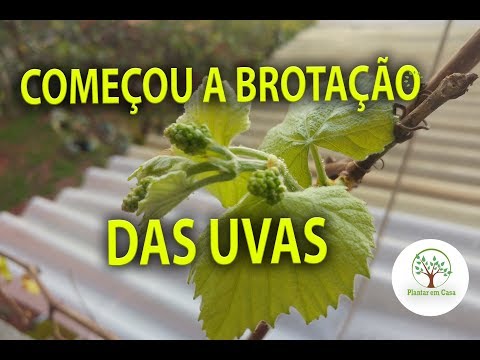 Vídeo: Como As Uvas Florescem