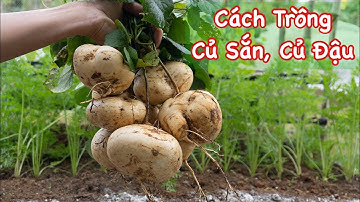 Cách Trồng Củ Sắn, Củ Đậu Thu Hoạch Sau 90 Ngày