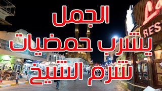 سفاري شرم | السوق القديم | سكوير سوهو | كم كلفتني السفره