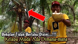 You must have imagined harvesting palm oil in a place like this - KELAPA PALM SOUTHEAST SULAWESI