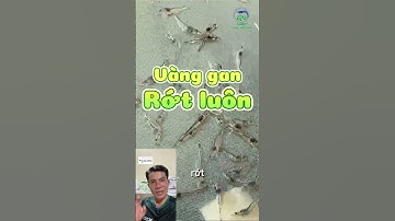 Ao tôm bị hầu chỉ xử lý như thế nào? Nuôi tôm ao đất, nuôi tôm ao quảng canh. #shorts