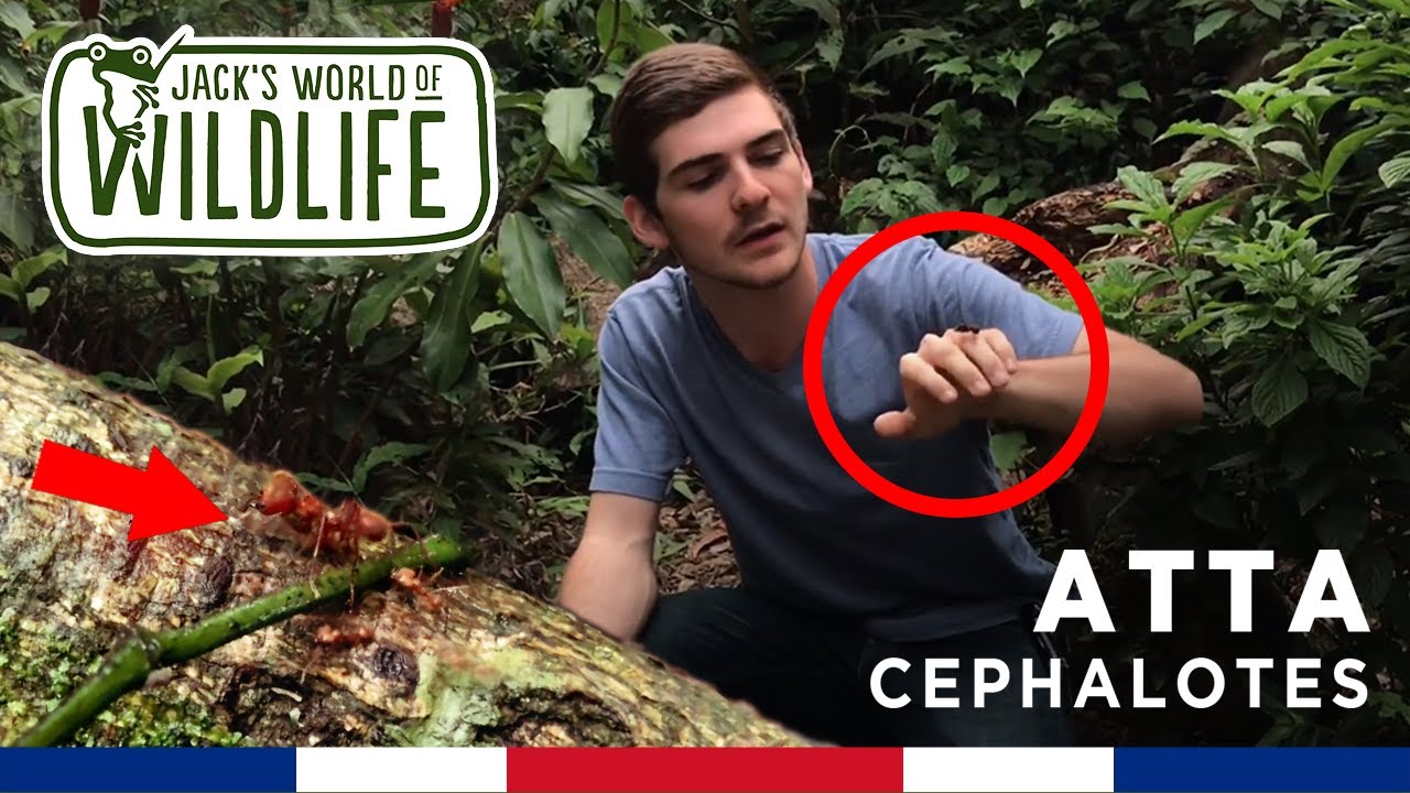 THE LARGEST LEAFCUTTER ANTS!!   Atta cephalotes