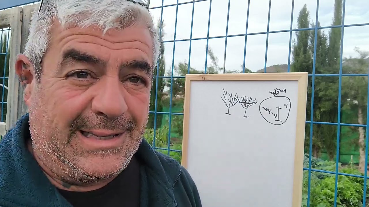 Como podar un Melocotonero ( Durazno) desde su plantación hasta estado adulto. Cronología completa.