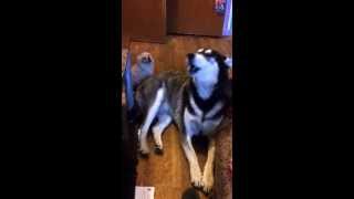 Husky And Pomeranian Howling Together