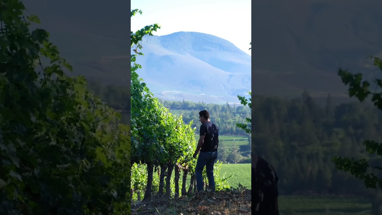 A promising outlook for this year's harvest 🍇 @leviathanwines 