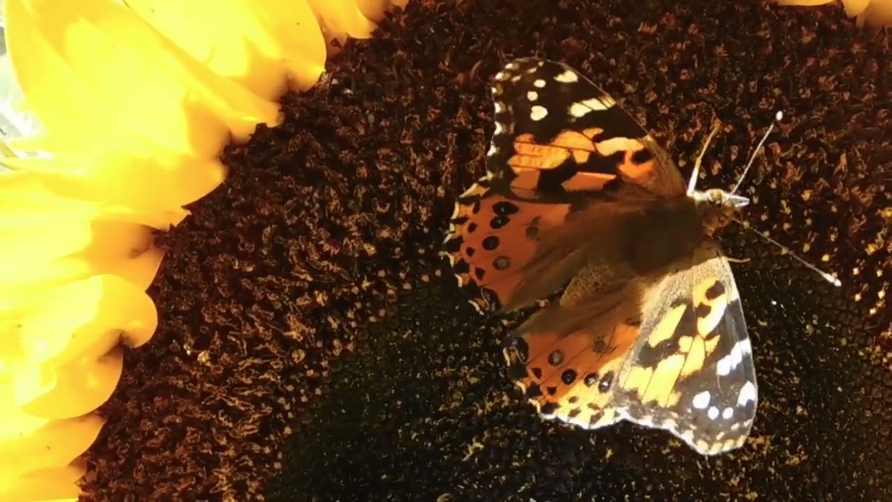 Sunflowers: More Than Just a Pretty Flower