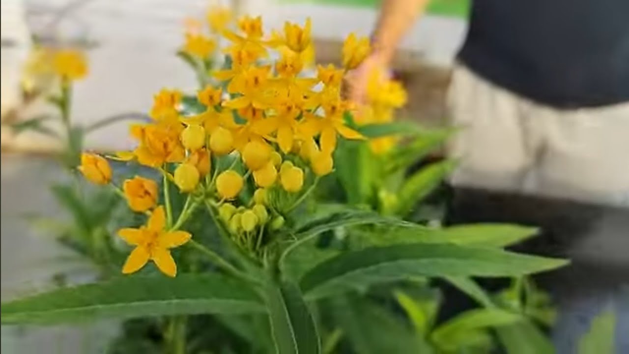 Cea mai simplă metodă de înmulțire a leandrului!!