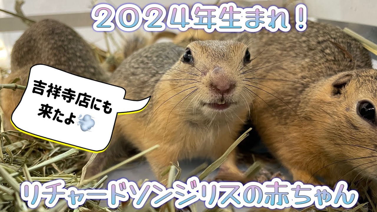 2024年生まれ！リチャードソンジリスのベビー達！！ 熱帯倶楽部