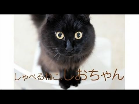 しゃべる 動画 猫