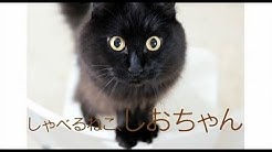 Theo The Talking Cat Youtube