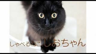 Dvd しゃべるねこ しおちゃん 予告編 Youtube