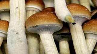 Psychedelic Science: Magic Mushrooms