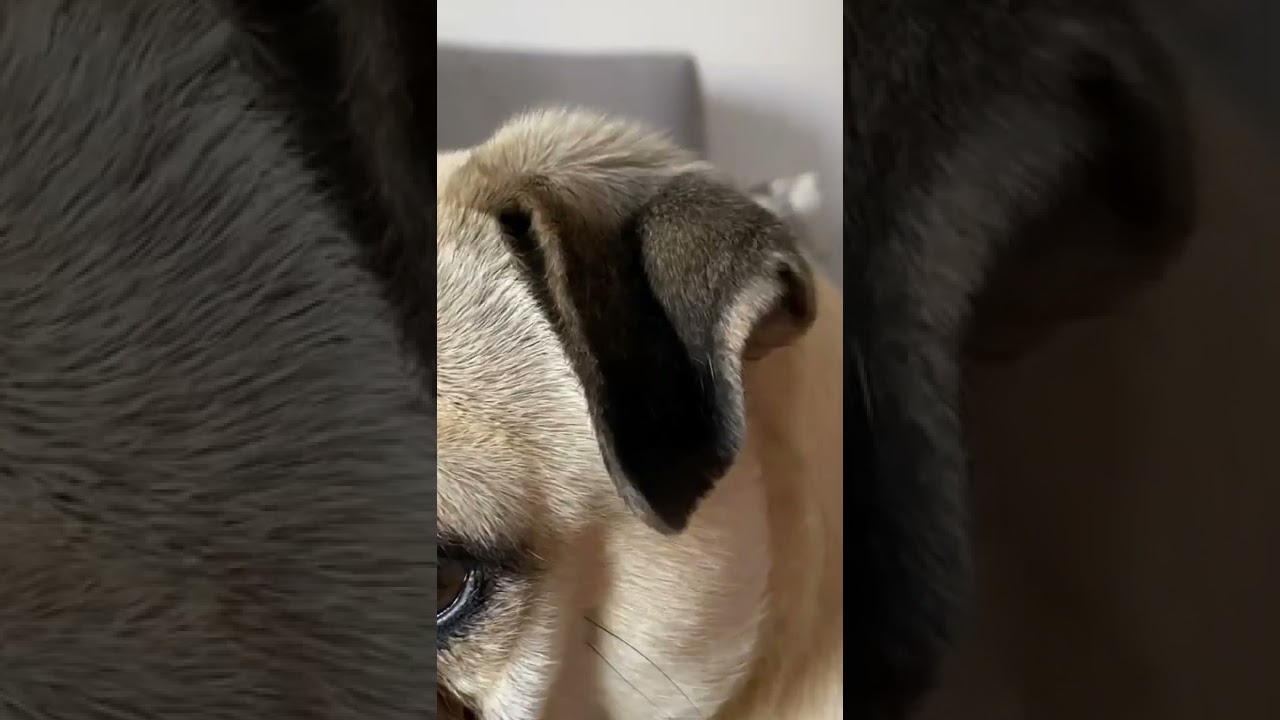 His paws - AWDORABLE 😍 His Ears- AWDORABLE 😍, His Tail - AWDORABLE 😍 