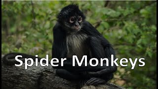 Spider Monkeys