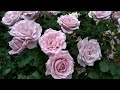 РОЗЫ ЦВЕТУТ (roses bloom)  (玫瑰綻放)