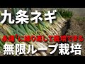 【九条ネギ総集編】ネギ坊主が出たら、移植時期です/生殖成長を栄養成長へ転換して無限ループ栽培にチャレンジしてみませんか-Vol.203(2023~2024)