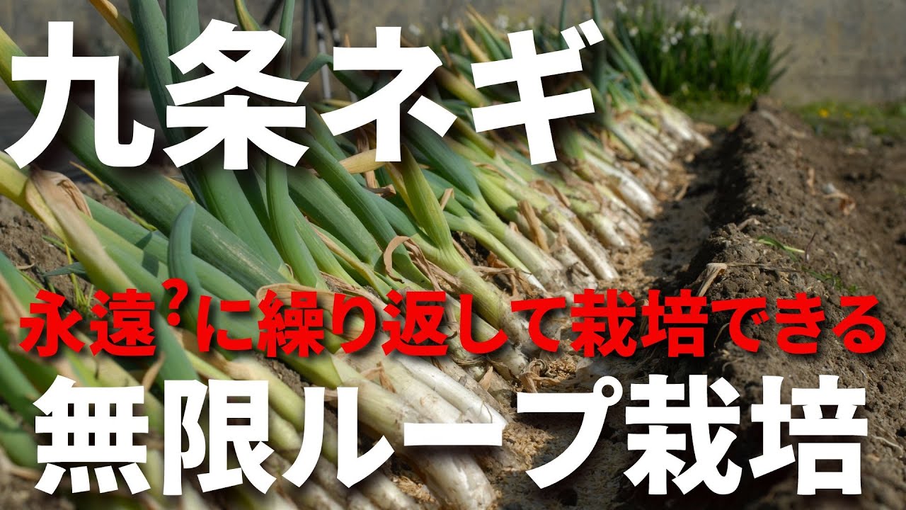 【九条ネギ総集編】ネギ坊主が出たら、移植時期です／生殖成長を栄養成長へ転換して無限ループ栽培にチャレンジしてみませんか－Vol.203（2023～2024）