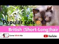 Everything You Need To Know About British Short Hair & Long Hair - Popular cats😸