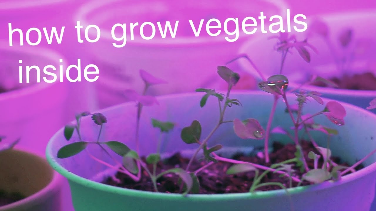 growing vegetables in a studio apartment