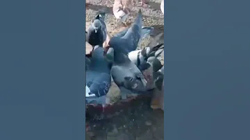 صوت الحمام رائع 