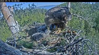 Орланы Чулман и Кама в НП Нижняя Кама 19.05.2024 14:31