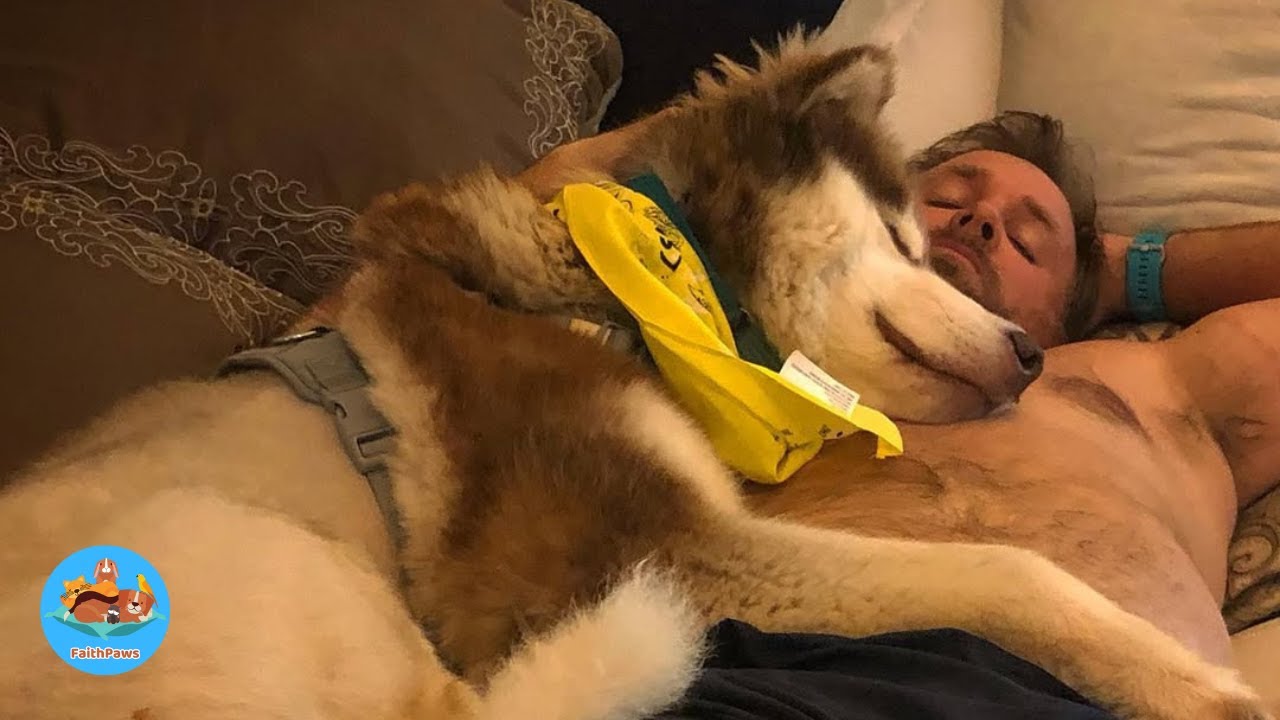 The Abandoned Old Dog and the Love That Changed the Whole House