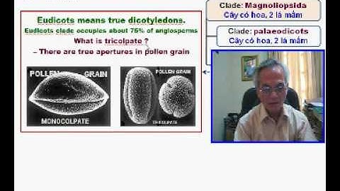 How to identify Agarwood-producing trees - Part 4b