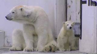 気になる親子~Polar Bear's mother and child
