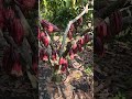 El fruto habla por el árbol y el suelo.