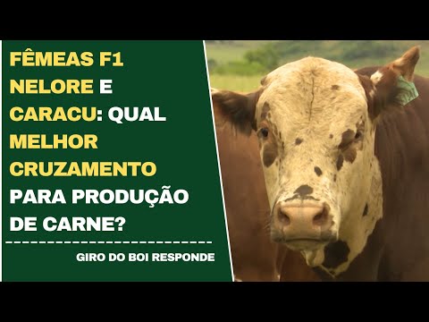 FÊMEAS F1 NELORE E CARACU: QUAL MELHOR CRUZAMENTO PARA PRODUÇÃO DE CARNE?