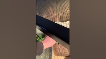 Meet my reticulated python, Slinky! You can see the rest of my animals in my new reptile room tour!