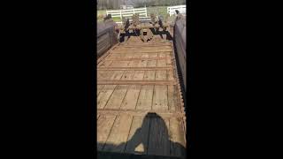 Lot 125 - New Idea Manure Spreader - Spring 2025 Beekman Auction
