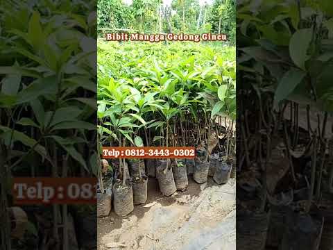 Siap Kirim! Bibit Mangga Gedong Gincu Asli