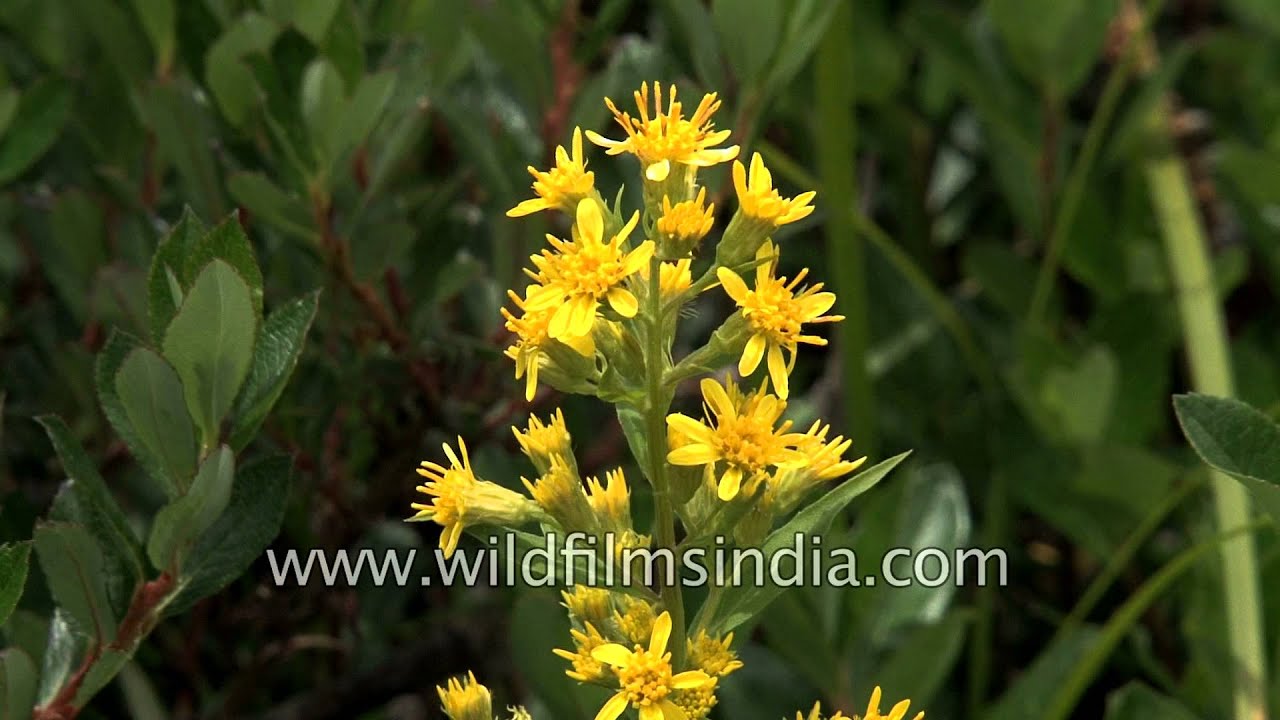 Jacquemont's Ligularia (Ligularia jacquemontiana), Valley of Flowers