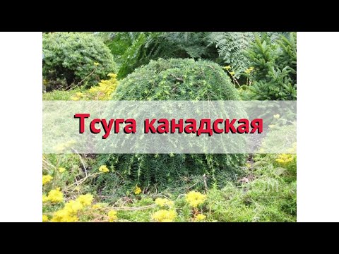 Тсуга канадская 🌿 Обзор: посадка и уход. саженцы, крупномеры тсуги : описание и особенности