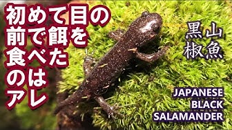 サンショウウオ Youtube