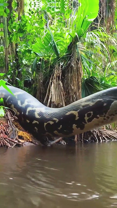 giant snake coming out of its den to hunt #snake #anaconda #snakevideo #amazonia