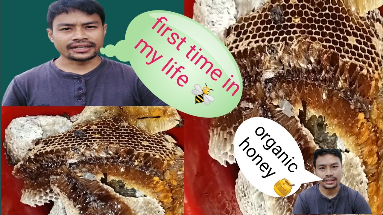 natural organic honey 🍯 100 pure honey comb// natural honey YouTube