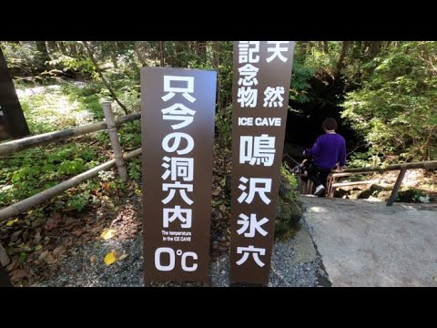 富岳風穴〜樹海〜鳴沢氷穴までの観光案内