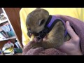 Christmas surprise, getting a kinkajou