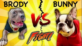 Brody Bunny ki *FIGHT* Ho Gyi 😱 | Harpreet SDC