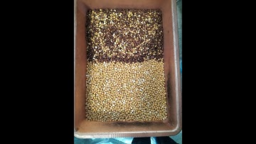 FASO Color Sorter - Fried gram sorting demo 9500888167 / 9500910071 / 6382306662 / Coimbatore